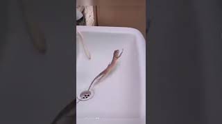 Dancing lizard in the sink! OMG! 😱🤯😂❤️🌈✅👧🏻🚀