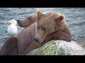 Beadys on a little island vacation. Brooks Falls, Katmai 8 August 2024 (explore.org)