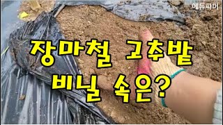 장마철 고추밭 비닐 속은?