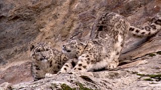 Snow Leopard Cub Learns From Its Mother | Snow Leopard: Beyond the Myth | BBC Earth
