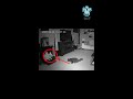 cat saw real ghost with the animal power shorts ghost creepy cats