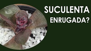 Suculenta ENRUGADA? I meuterrario.com