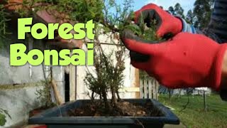 Arizona Cypress Forest Bonsai