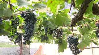 A Farmer from Pune converted his house terrace in to Grapes Farm - Pune