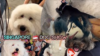 🔥❤️‍🔥 Singapore Dog Show | Best in Show | Full judging | 4K HDR |