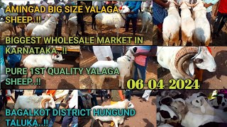 ಅಮೀನಗಡ ಕುರಿ ಮತ್ತು ಮೇಕೆ ಮಾರುಕಟ್ಟೆ | 06-04-2024 | karnataka Amingad sheep market | ಪ್ರತಿ ಶನಿವಾರ |