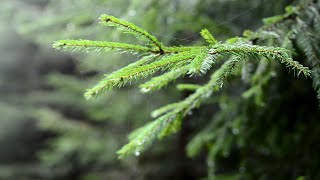 Music that soothes the weary mind🎵 Healing music for 3 hours, birdsong and harp play - Stress relief