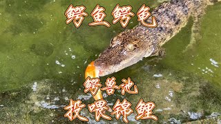 鳄兽池投喂鳄鱼鳄龟吃锦鲤，大鳄鱼状态越来越狗了，简直就是狗鳄