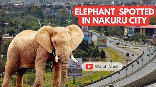 HUKU NAKURU: A Big Elephant Spotted in Nakuru City, Kiamunyi Estate.