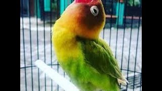 INI DIA LOVE BIRD JUARA NASIONAL CEREWET NGEKEK PANJANG