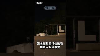 幫助歐亞水獺設置安全通行友善設施【獺足金門】#shorts