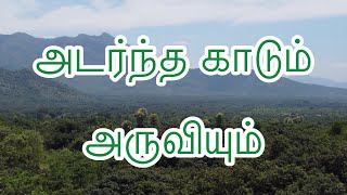 இயல்பான உரையாடல் / அடர்ந்த வனப்பகுதி / அருவி / முதுவாக்குடி #4k #topslip