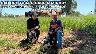 Cão de pastoreio realmente funciona? TESTEI NA PRÁTICA!