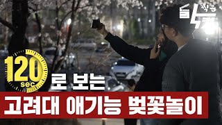 [4K] 120초로 보는 고려대 애기능 벚꽃놀이🌸 (낮과 밤ver.)