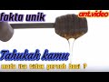 Tiga Fakta unik yang belum kamu tahu ,Tahukah kamu madu tidak pernah bisa basi.