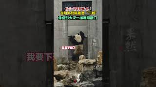 大熊猫着急下班哐哐敲铁门 网友：敲门气势很东北