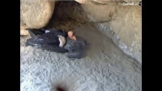 Hutton's Bowl Condor Cam ~ Dad #74 Cuddle Time w/ Baby; Cute Moments Walking/Flapping 6.8.18