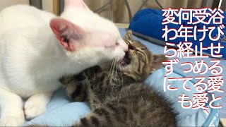 ウチューネコ義兄弟、へたくそ猫レスリング6年目に突入する The cat step brother's wrestling