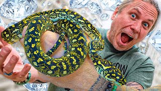 I CAN’T STOP BUYING SNAKES!! TWO AUSTRALIAN PYTHONS!! | BRIAN BARCZYK