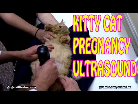 Kitty Cat Pregnancy Ultrasound Kitty Cat Pregnancy Ultrasound