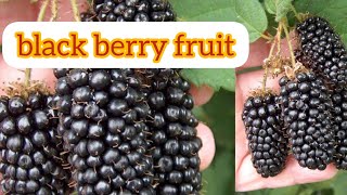 black berry fruit బ్లాక్ బెర్రీ ప్లాంట్ ఫ్రూట్ మలబరి మొక్క అండ్ కాయలు