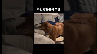 주인 잠자는 틈에 쓰담