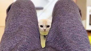 子猫と犬の前でうっかり放屁したらこうなっちゃいました...