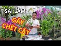 DENDRO MUA VỀ, TRỒNG NGAY TẠI SAO CHẾT?!