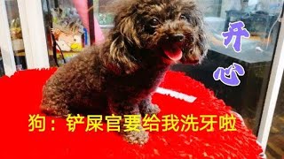 泰迪狗狗牙结石引起口臭，铲屎官洋哥亲自给它洗牙，狗：洗的真好