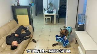 神犬糯米不把自己当狗看，既会“偷钱”还会蹭饭，绝无仅有