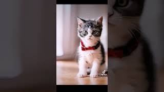 AI猫#猫 #ai #cat #ranway gen2 #動画生成 #shorts