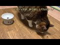 「ご飯まだ？」クスッと笑える猫のごはん待ち。【可愛すぎ】vol.151