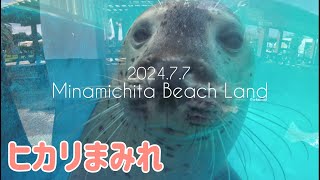 【アザラシ】ヒカリまみれ #南知多ビーチランド