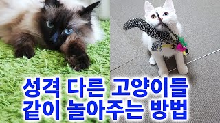 성격 다른 고양이들 함께 놀아주는 방법 (독립적인 고양이도 단체놀이 필요해요)