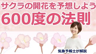 さくらの開花を予想しよう！600度の法則🌸