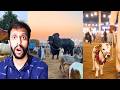 Biggest Qurbani Animals on Eid ul Adha 2026 | Most Expensive Sacrifice Animals 2026