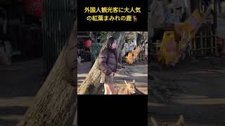 外国人観光客に大人気の紅葉まみれの鹿🦌🍁記念撮影も順番待ち😄