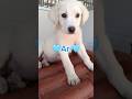 Ari Cerca Casa | Meraviglioso Dolce Cucciolo Simil Labrador #shorts #puppy #adotta #dog #sos