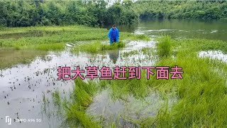 几天大雨小水库里水位猛涨造成养了两年多大草鱼都到山边来吃草了