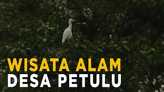 Keseruan wisata Petulu yang ada di Gianyar, Bali | JELAJAH