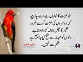 dolat chahte ho phatkari ghar m istareqe se rakhde hakeem luqman quotes islam quote of the day