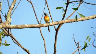 Small Minivet (Pericrocotus cinnamomeus) - Polonnaruwa (Sri Lanka) 9-3-2019