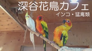 【お出かけ】深谷花鳥カフェ【深谷】【埼玉】