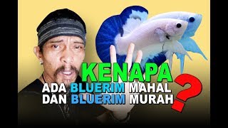 ADA BLUERIM MAHAL ADA BLUERIM MURAH , KOK BISA. !!!!!!!!!!!