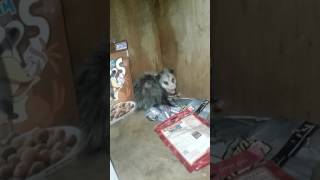 Angry possum video part 1