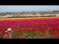 the flower fields 2024.4.13