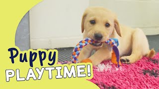 Meet a Litter of Golden Retriever x Labrador Puppies | Guide Dogs Puppy Playtime