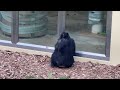 【東山動物園】帰れなくなったチャーリーを挑発するカラン　provocative chimpanzee karan