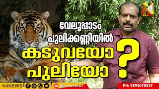 വേലൂപ്പാടത്ത് കടുവയെ കണ്ടു..ആശങ്കയൊഴിയാതെ നാട്ടുകാര്‍...