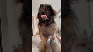 Pest - He knows what he wants #leonberger